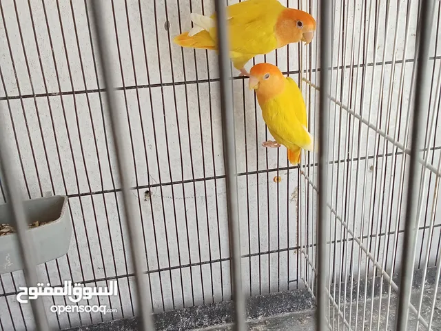 جوزين روز للبيع اقرا الوصف