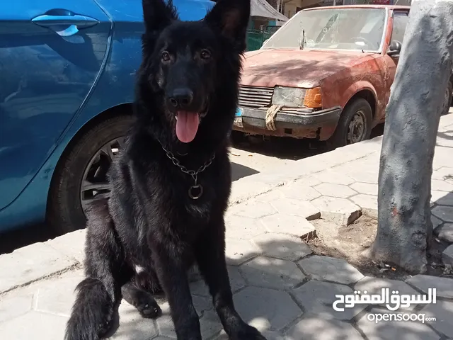 چيرمن رويال بلاك لونج هير