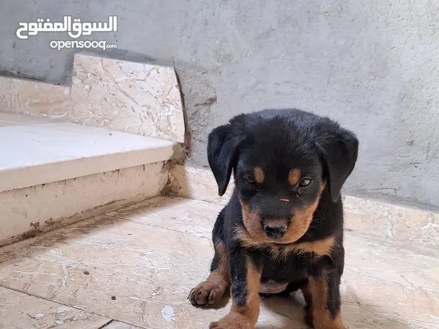 جرو روت وايلر