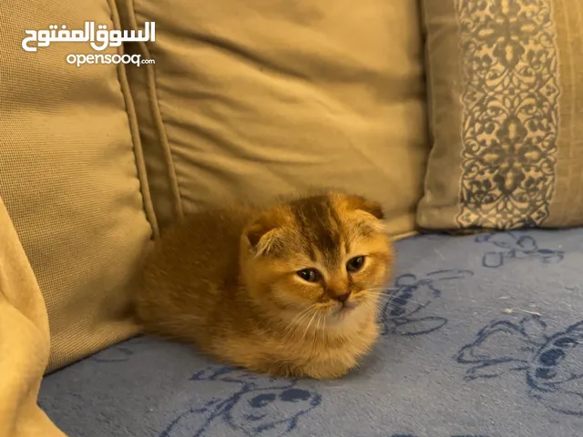قط لون بني سكوتش فولد