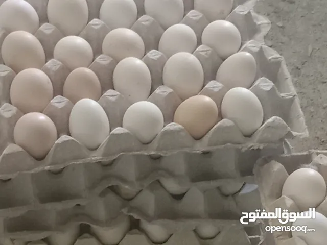 بيض عمانى مخصب