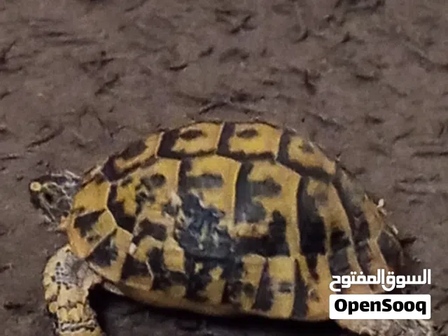 فكرونا للبيع