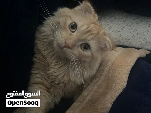 قط للتبني سكوتش/ Cat for adoption Scottish