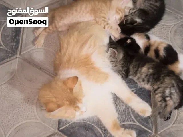 للتبني شيرازية و ( مع اولادها 5 )