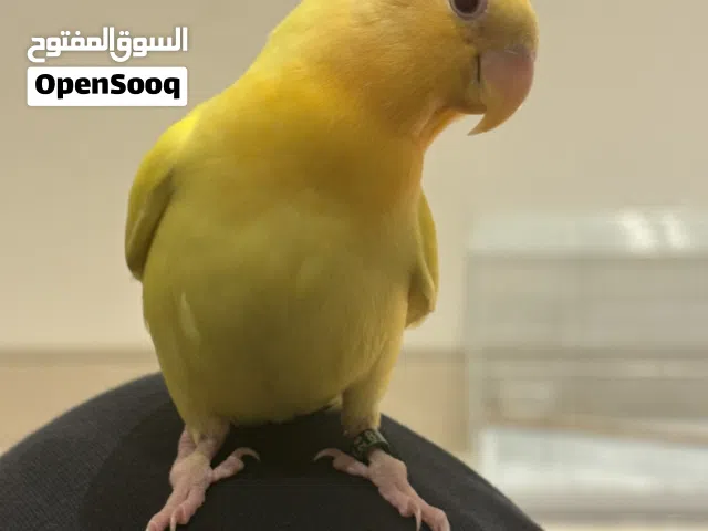 للبيع لوفبيرد 0 عض 100٪ ربوه