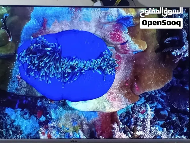 LG Smart 55 Inch TV in Basra