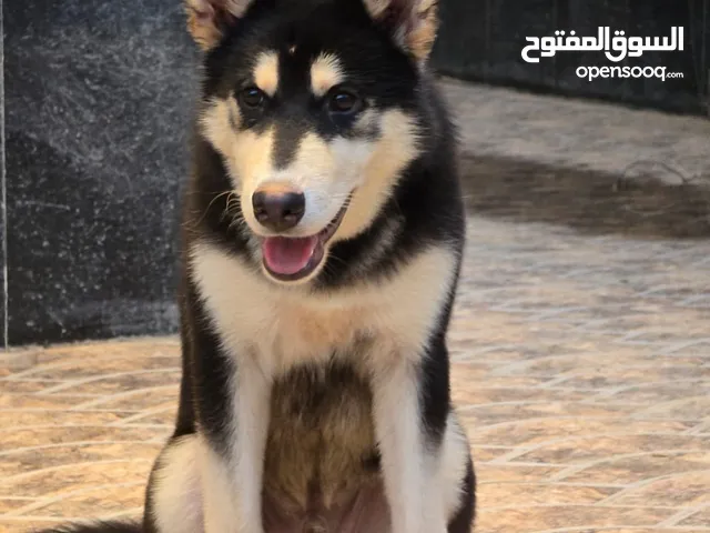 هاسكي ذكر بيور للبيع في جدة