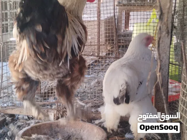 دجاج برهما العملاق