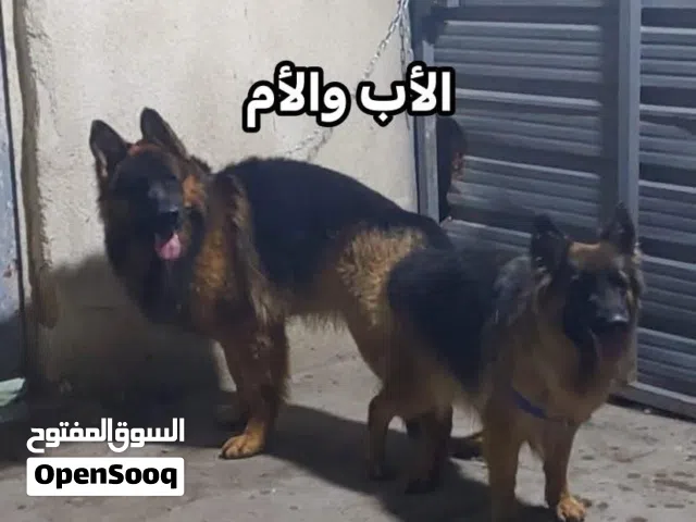 متاح جراء جيرمن شيبرد العمر 45 يوم مخذين مطعوم الاول وحبه الدود