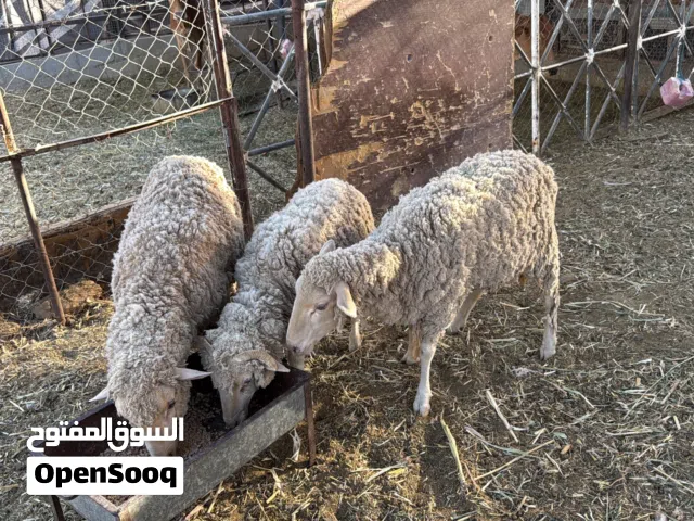 استراليات كبش وحملتين