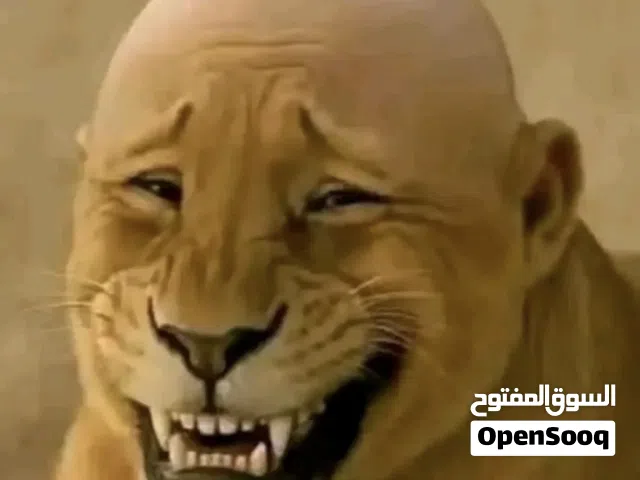 مطلوب كرت شاشه عاطل او مدابورت عاطلة او باور عاطل اعرض