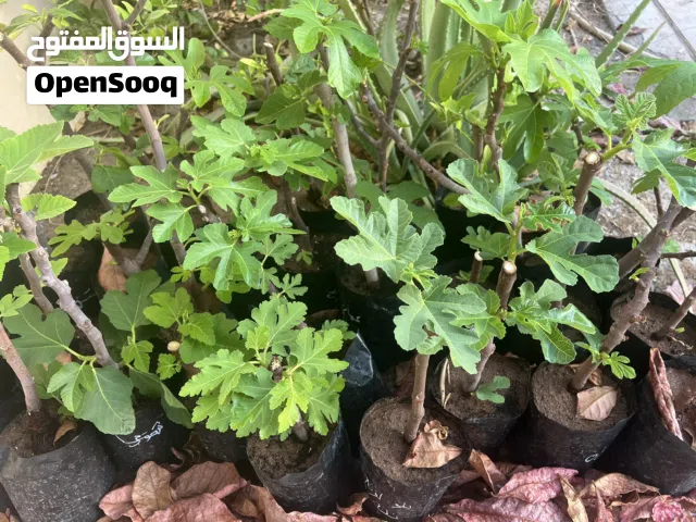 شتلات تين اكثر من ثلاثون نوع للبيع تواصل معي على الرقم