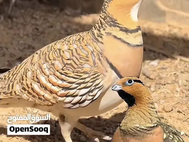 قطا عراقي.