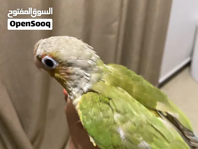 بغبغاء كنيور أنا ناس