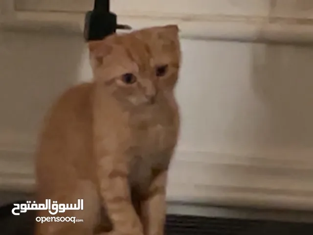مجانا لقيته في شارع المطار