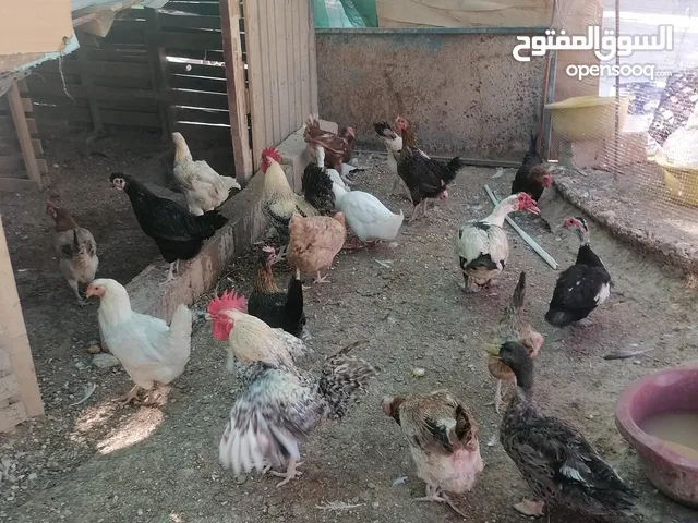 دجااج وبط ووز للبيع