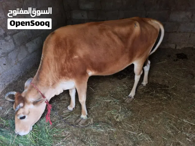 ثلاثة ابقار للبيع