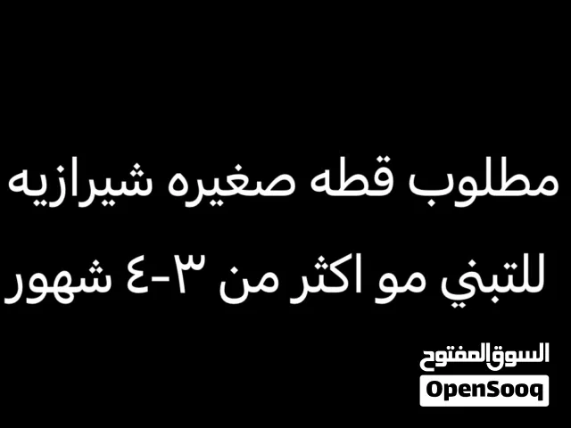 مطلوب قطه للتبني