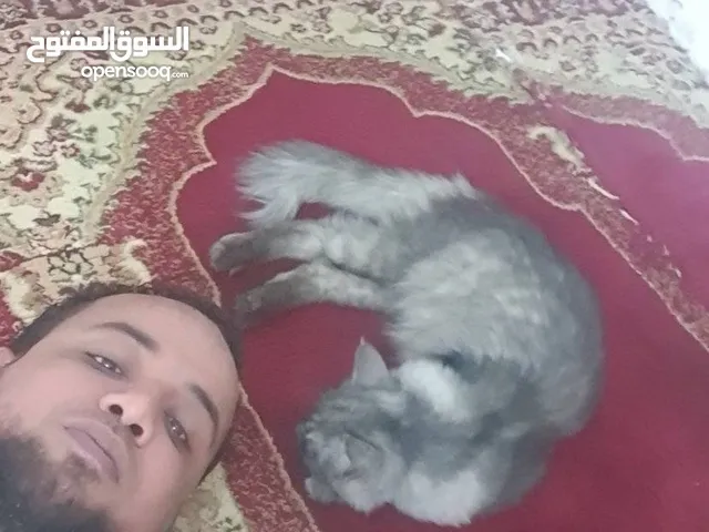 محفظ قرآن كريم بإجازة حفص عن عاصم