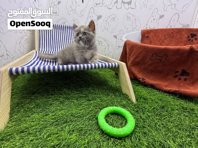 أنثى Munchkin للبيع