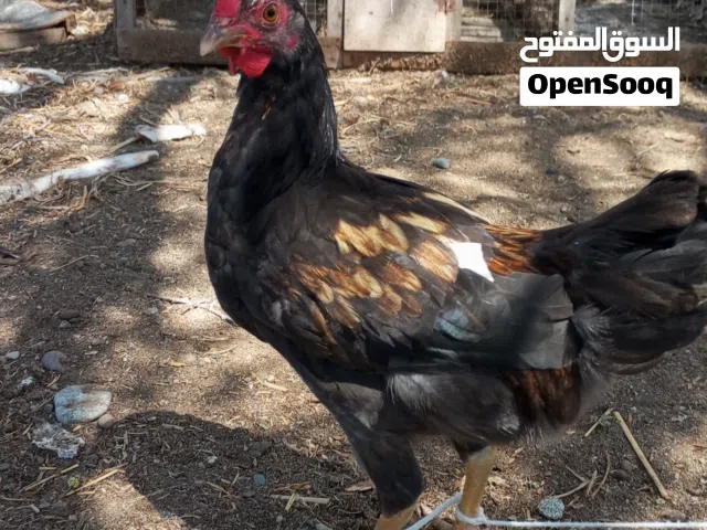 أقر الوصف مهمممم
