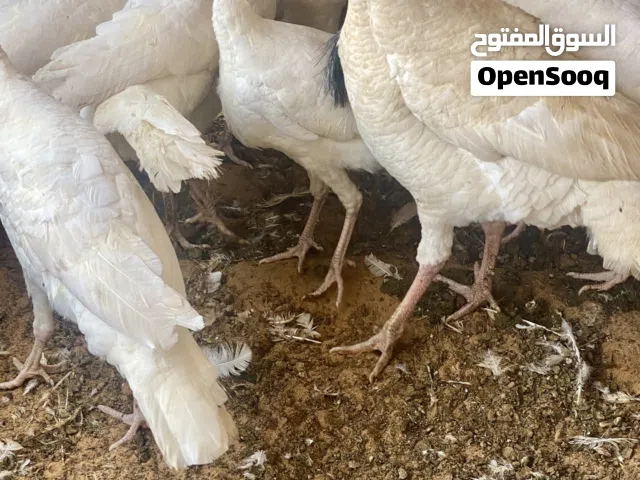 يوجد دكرومي ربي يبارك