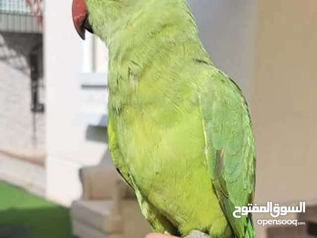 Green Mithoo Parrot (Hand Tamed)