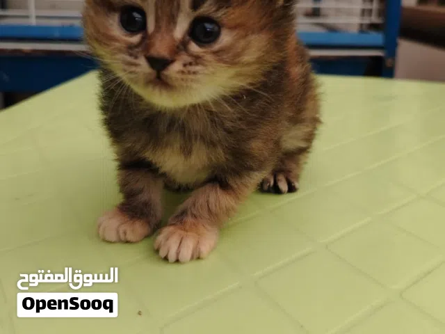 قطط شانشيلا وهملاي اندر الوان