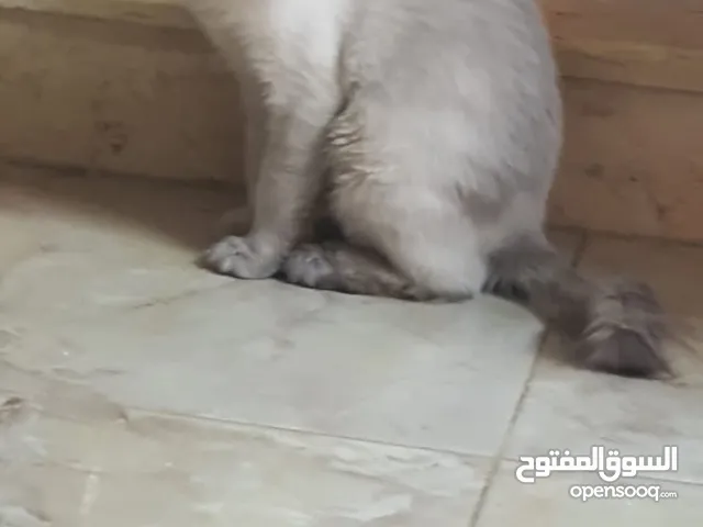 قط للتبني .