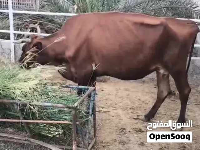عجل جيرسي و الولد 6 شهور  امه جيرسي و الاب نمساوي للتواصل