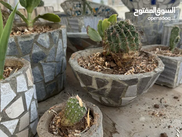 قوارير أسمنتيه وسيراميك صناعه يدويه