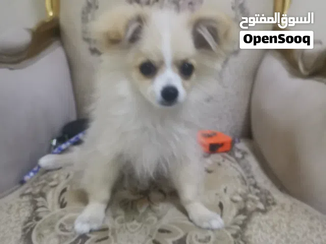 كلاب بومرينان