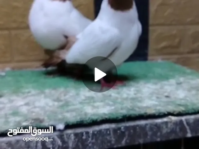 جوز ارباش اصفر شغال مكفول