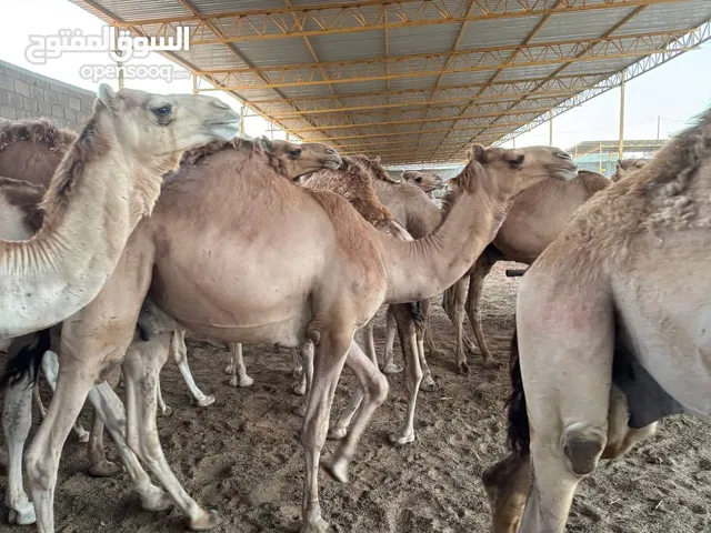 جمال اضاحي للبيع ميزان الله يبارك
