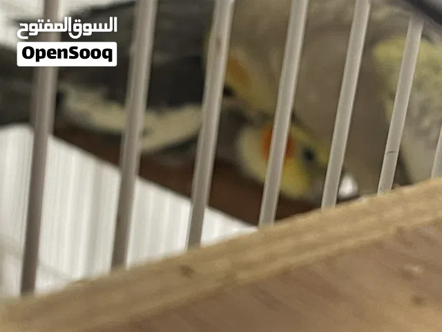 انثى  كوكتيل منتجة  للبيع