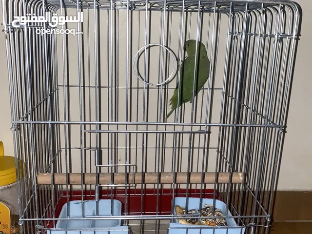 Tamed parrot for sale with 2Cage