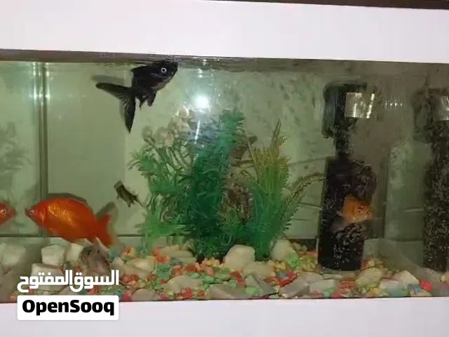 حوض سمك 30 س م مع كامل اغراضه واربع سمكات