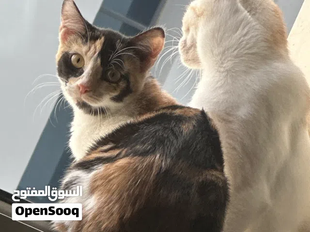 قطط للتبني مجانا عمر 5 شهور