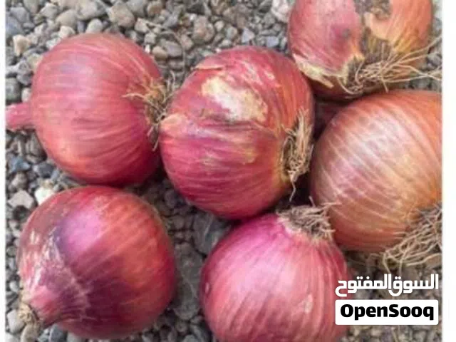 بصل يمني للبيع