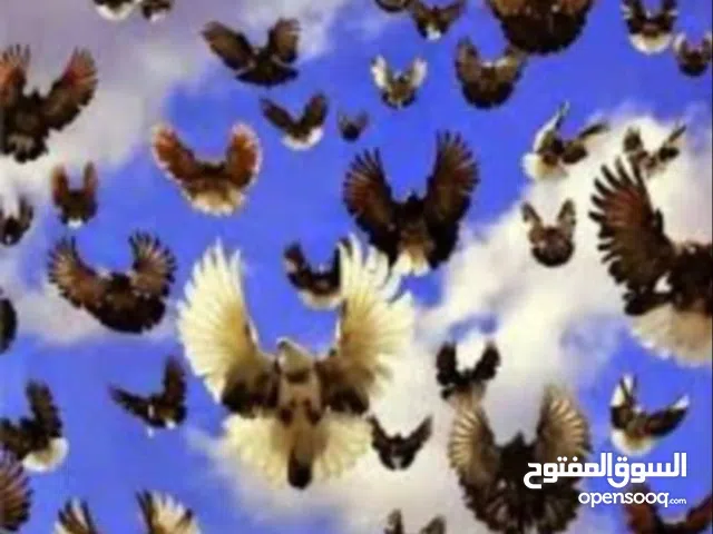 متاح نيكولا طيار اسود ذيل ابيض واحمر ذيل ابيض