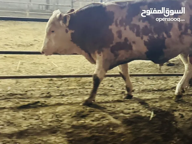 سلام عليكم عجول 3للبيع