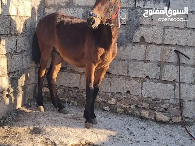 بغل عمر سنه وسبع شهور للبيع