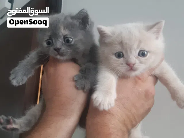 ready now . Scottish fold amazing price 800