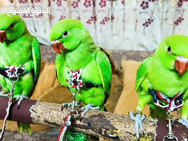 متاح للبيع زغاليل ببغاء دره هندى اخضر تفريخ مصرى تأكل يدوى مدربين على وش فطام دم عالى مستوى رائع