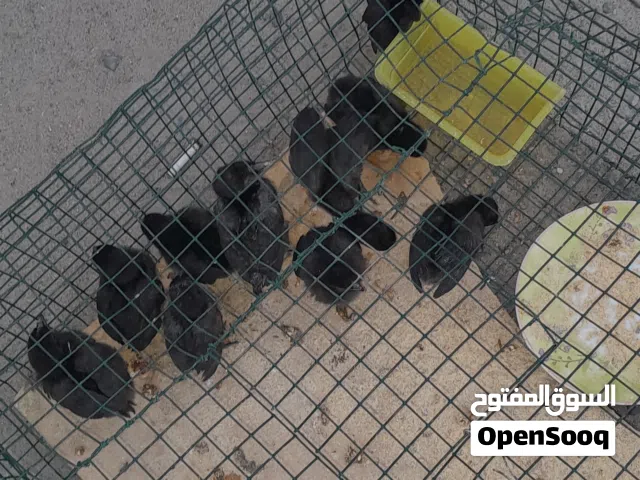 Chicken, pigeone, duck baby for sale