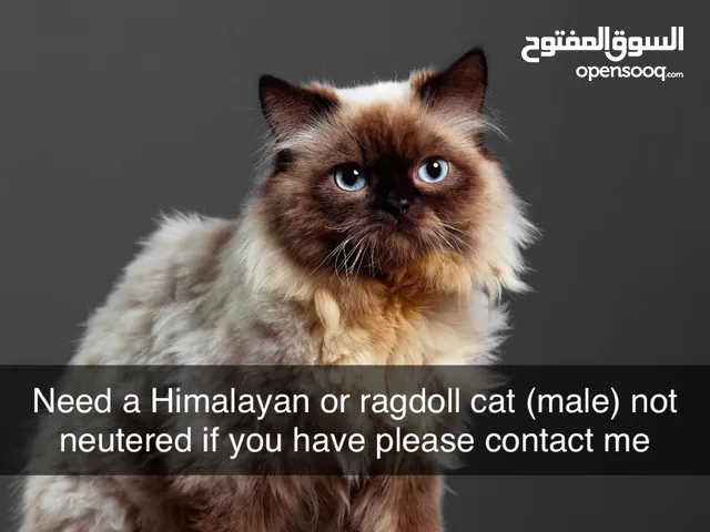 Need a Himalayan or ragdoll male