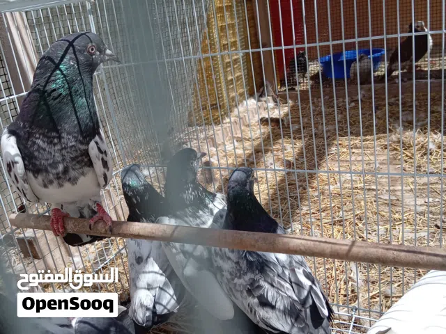 حمام باكستاني طيار للبيع في جزيرت ياس أبوظبي