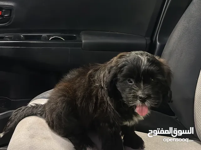 كلب شيتزو انثى العمر 4 اشهر للبيع 100 قابل