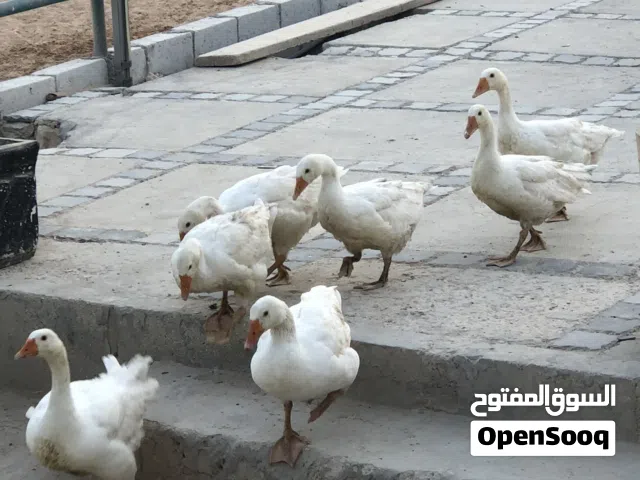 اوز للبيع ذكر وانثى واولادهم