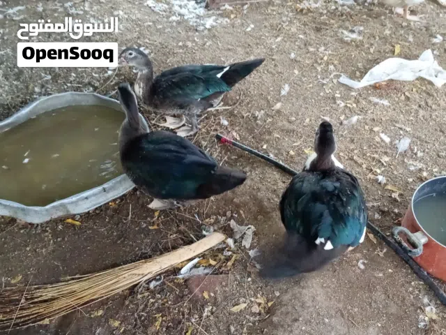 بط ذكور للذبح او تربيه بعمر مناسب للذبح